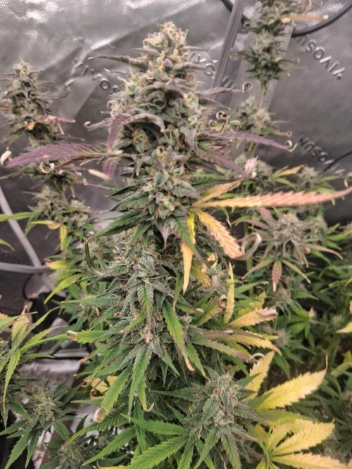 Organic Grow. Week 9 - Green Crack 