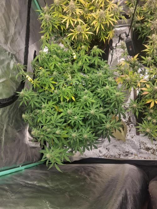 Organic Grow. Week 9 - 2 mystery seeds 1 pot