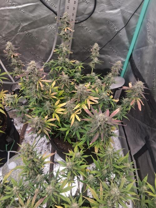 Organic Grow. Week 9 - Green Crack 