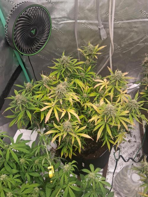 Organic Grow. Week 9 - OG Kush 