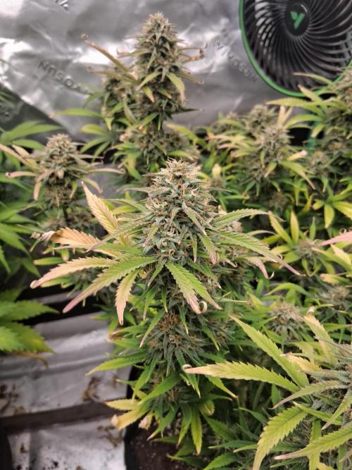 Organic Grow. Week 10 - OG Kush 