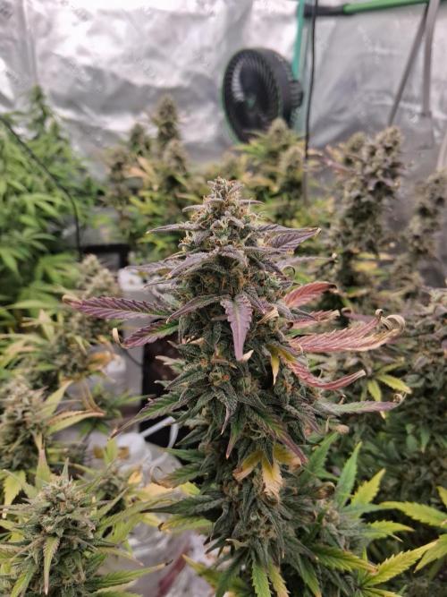 Organic Grow. Week 10 - Green Crack 