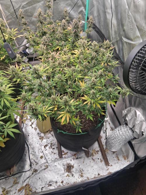 Organic Grow. Week 10 - Gorilla Cookies 