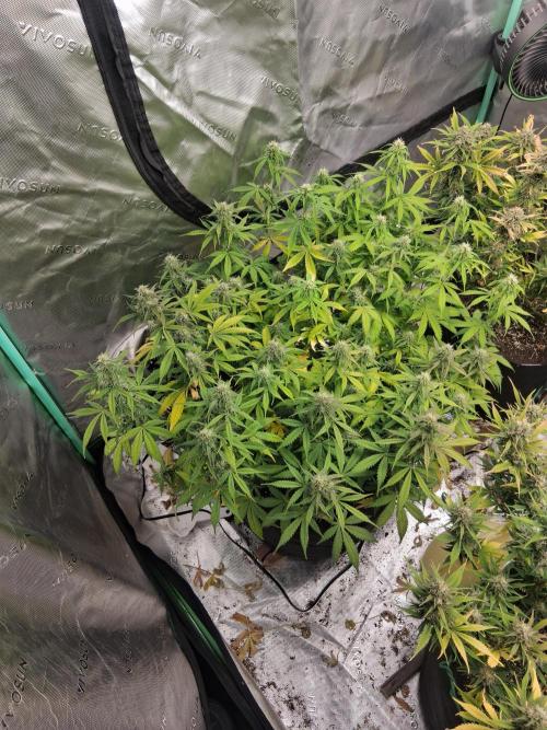 Organic Grow. Week 10 - 2 mystery plants 1 pot.