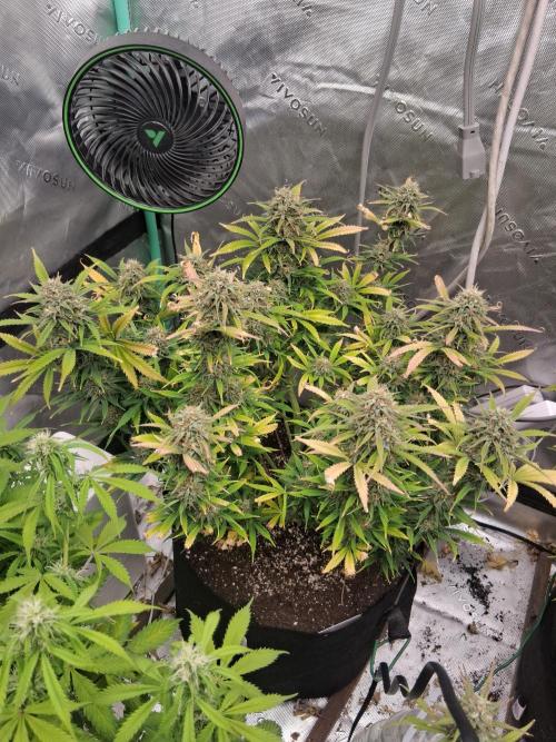 Organic Grow. Week 10 - OG Kush 