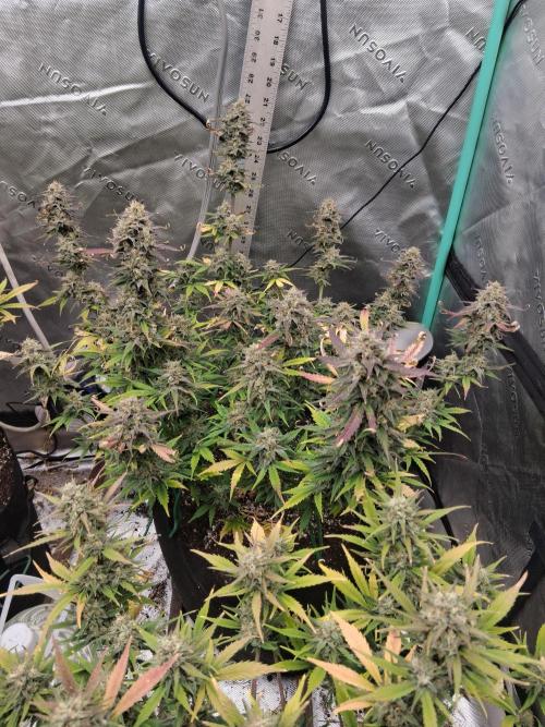 Organic Grow. Week 10 - Green Crack 