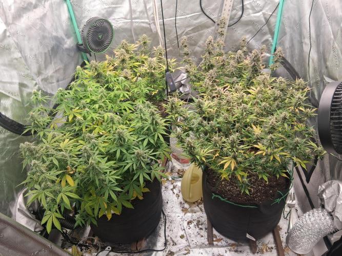 Organic Grow. Week 10