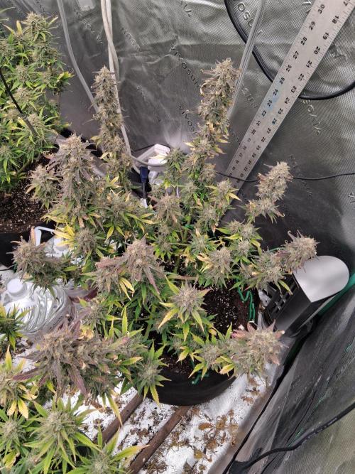Organic Grow. Week 11 - Green Crack 
