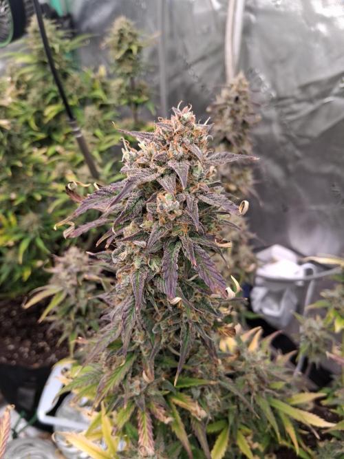 Organic Grow. Week 11 - Green Crack 