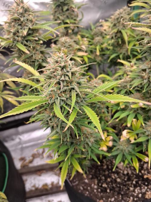 Organic Grow. Week 11 - OG Kush 