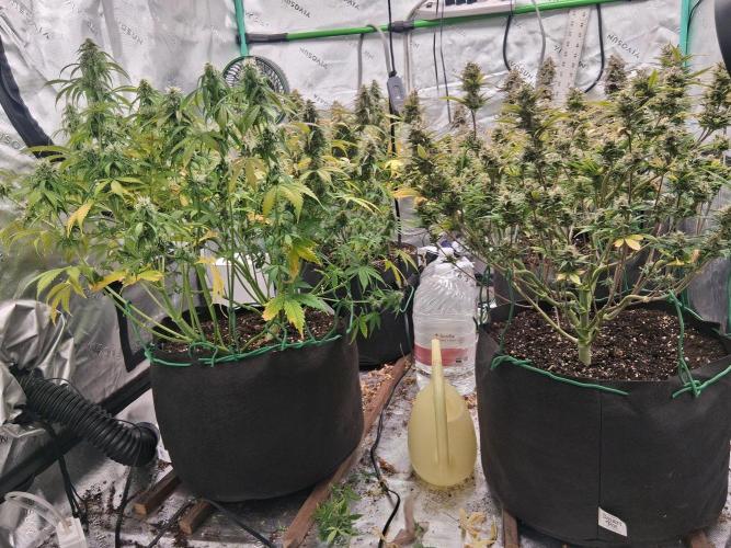 Organic Grow. Week 11