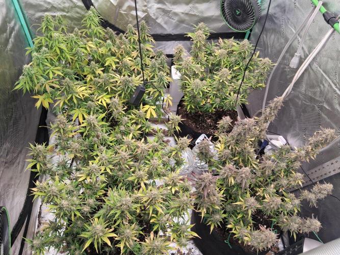 Organic Grow. Week 11