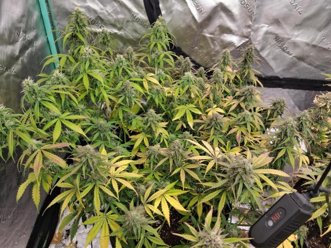 Organic Grow. Week 11 - 2 mystery plants 1 pot