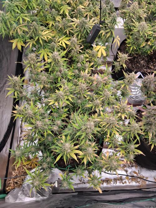 Organic Grow. Week 11 - Gorilla Cookies 