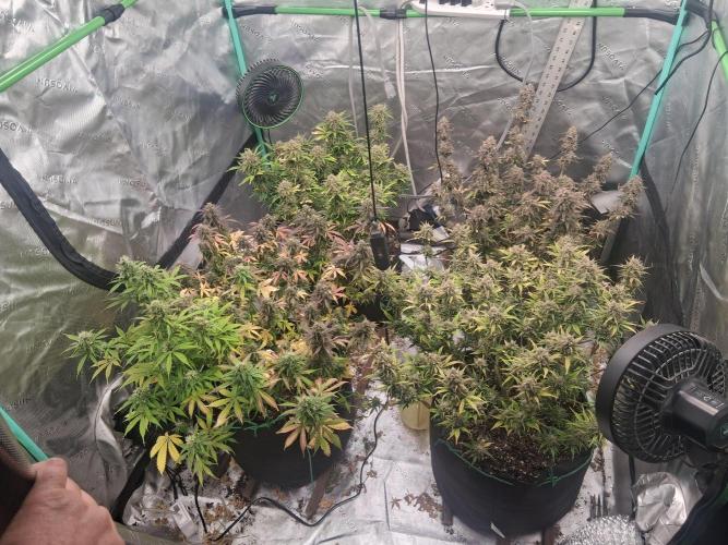 Organic Grow. Week 12