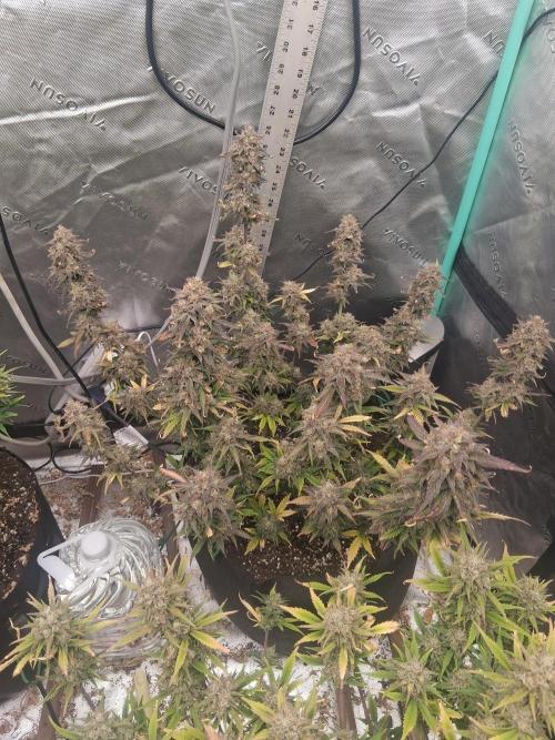 Organic Grow. Week 12 - Green Crack 