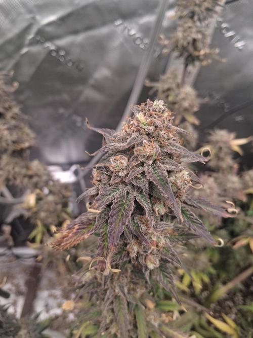 Organic Grow. Week 12 - Green Crack 