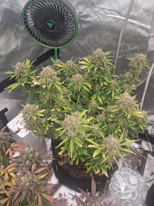 Organic Grow. Week 12 - OG Kush 