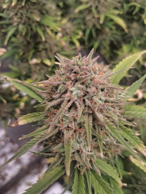 Organic Grow. Week 12 - OG Kush 