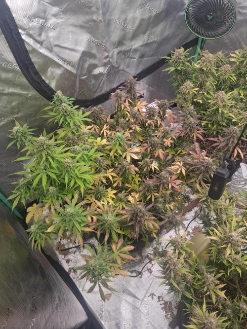 Organic Grow. Week 12 - 2 seeds 1 pot 