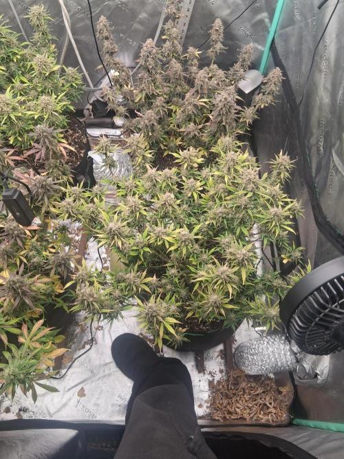 Organic Grow. Week 12 - Gorilla Cookies 