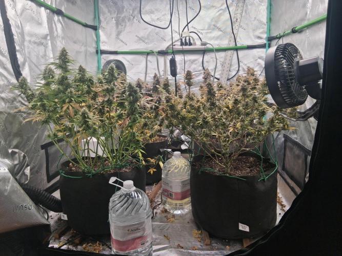 Organic Grow. Week 13