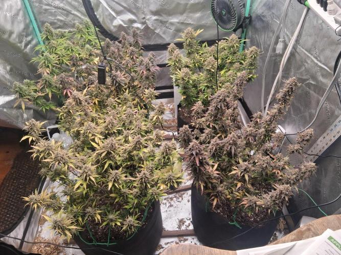 Organic Grow. Week 13