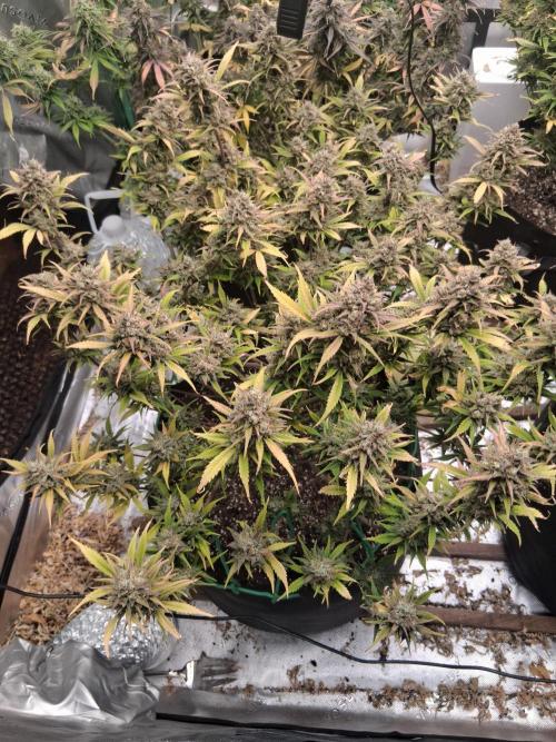 Organic Grow. Week 13 - Gorilla Cookies 
