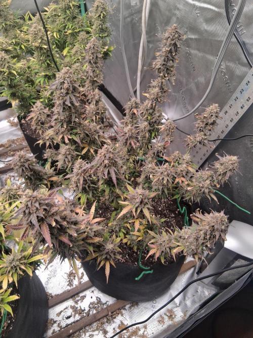 Organic Grow. Week 13 - Green Crack 