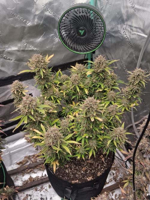 Organic Grow. Week 13 - OG Kush 