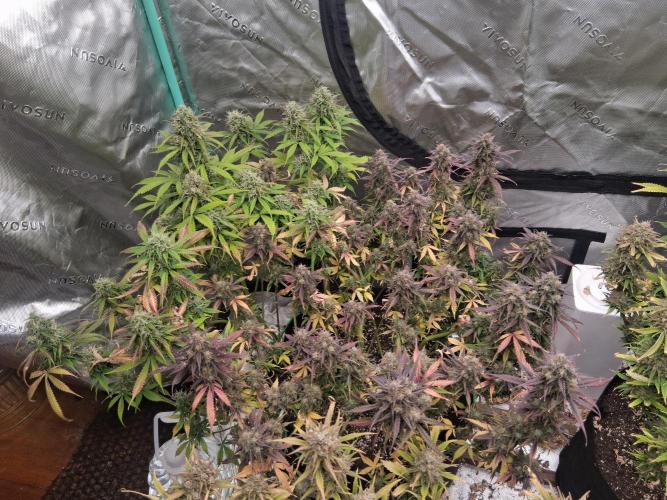 Organic Grow. Week 13 - 2 mystery plants 1 pot. 99% sure purple 1 is Purple Haze 