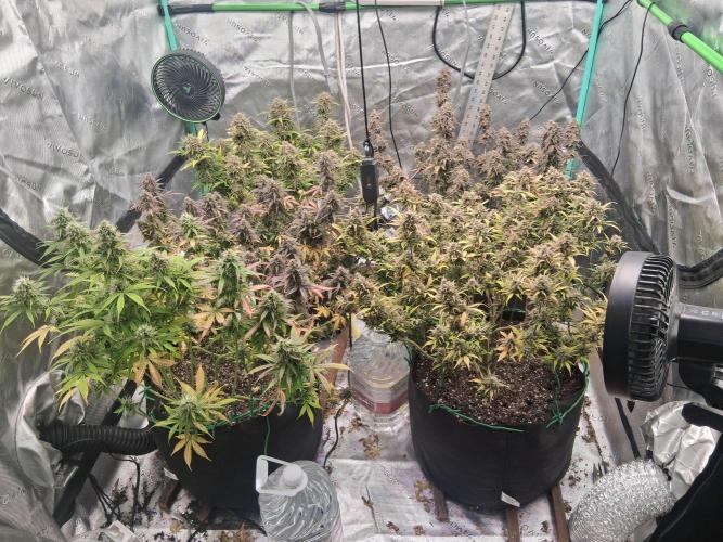 Organic Grow. Week 13