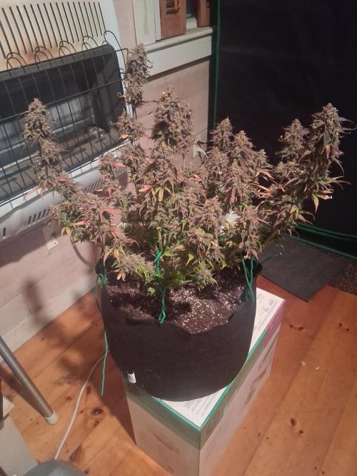 Organic Grow. Week 14