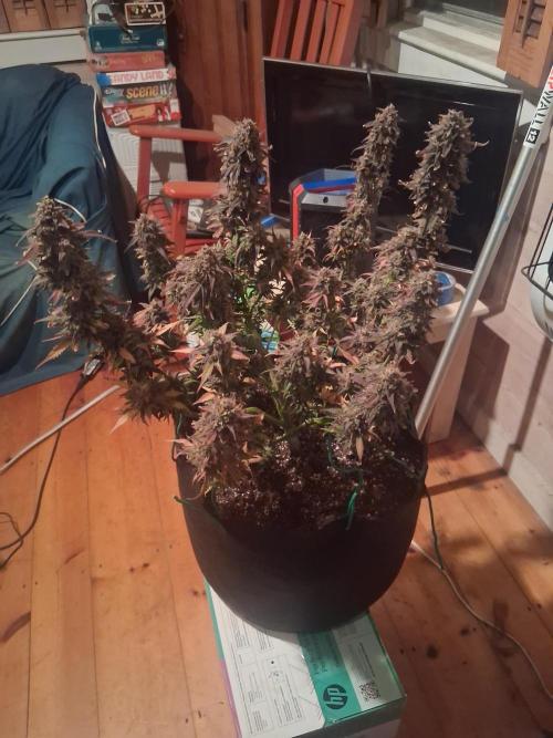 Organic Grow. Week 14