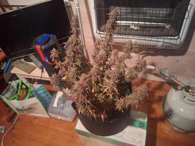 Organic Grow. Week 14