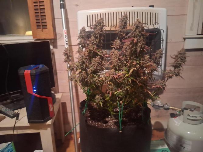 Organic Grow. Week 14