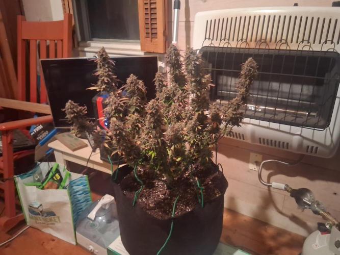 Organic Grow. Week 14