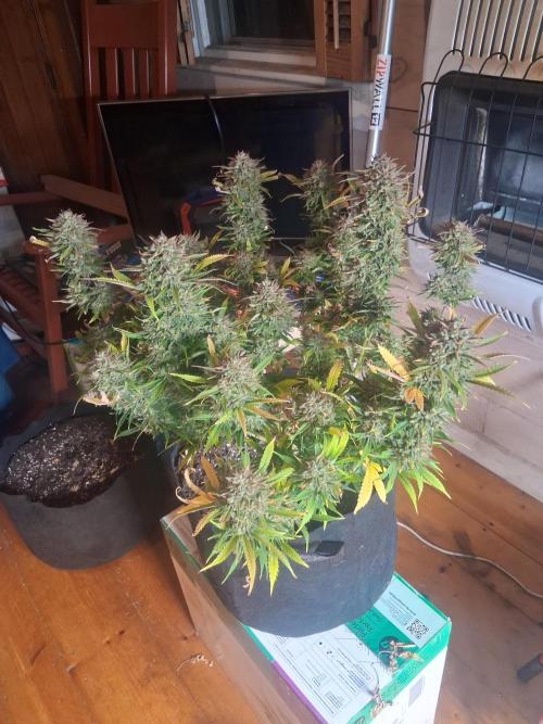 Organic Grow. Week 14