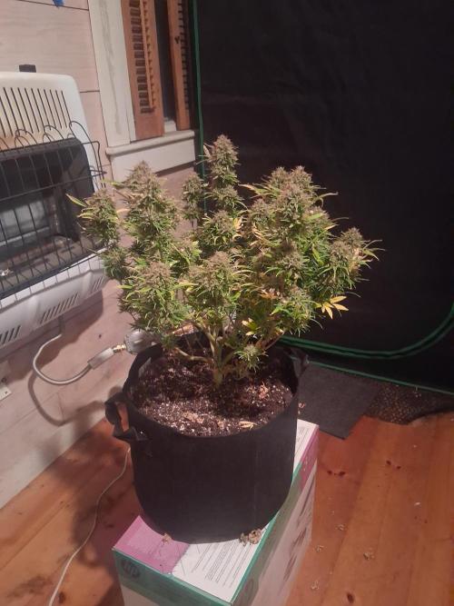 Organic Grow. Week 14