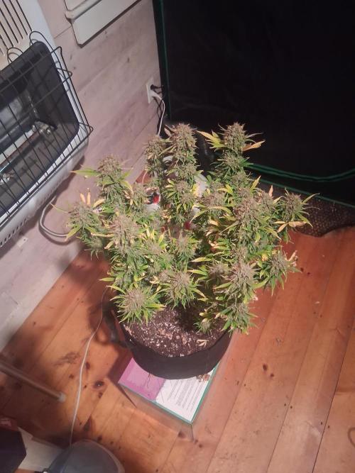 Organic Grow. Week 14