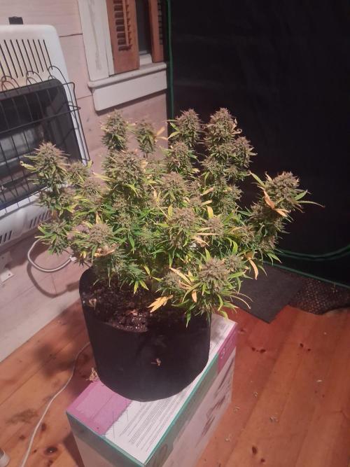 Organic Grow. Week 14
