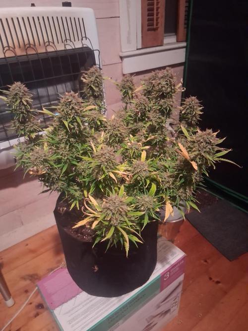 Organic Grow. Week 14