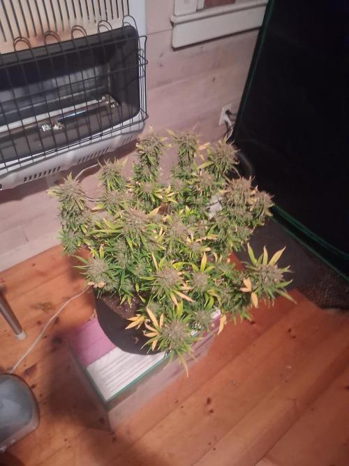Organic Grow. Week 14