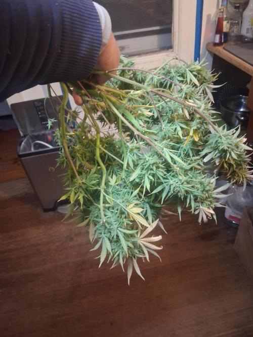 Organic Grow. Week 14