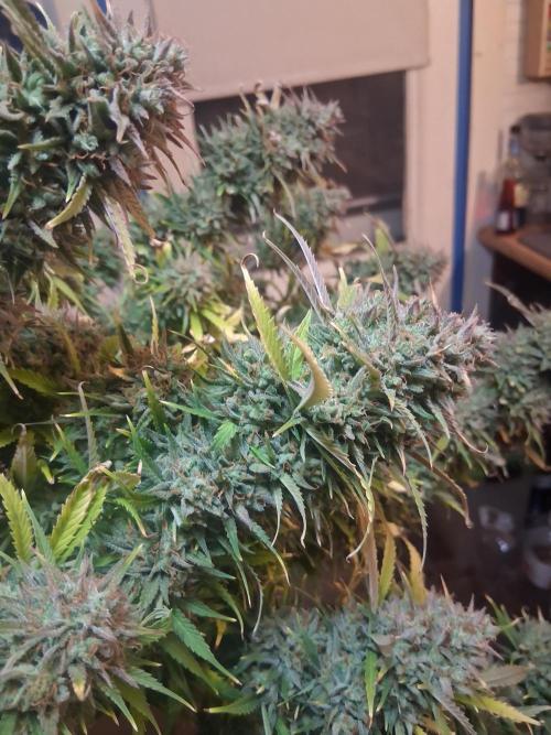 Organic Grow. Week 14