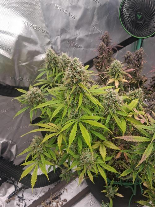 Organic Grow. Week 14 - 2nd mystery seed