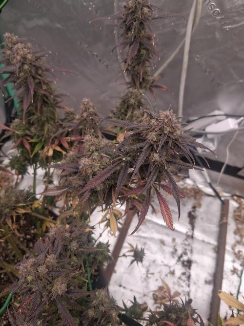 Organic Grow. Week 14 - 1st mystery seed 