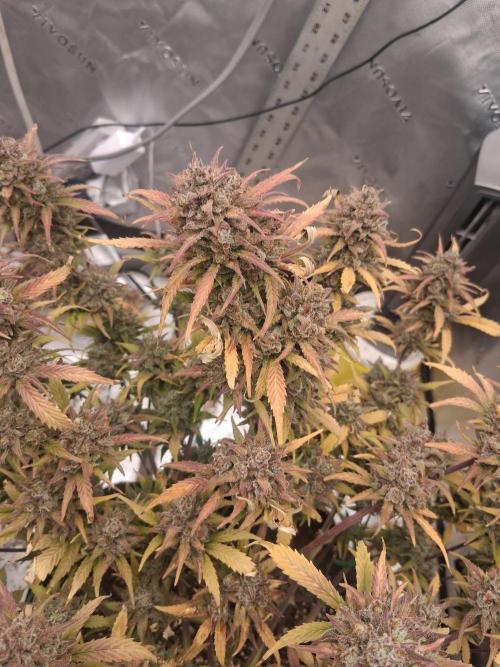 Organic Grow. Week 14 - Gorilla Cookies 