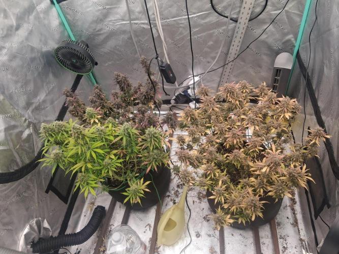 Organic Grow. Week 14