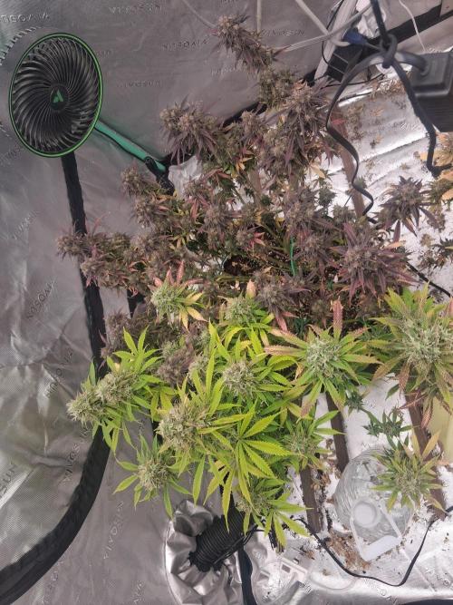 Organic Grow. Week 14 - 2 mystery seeds 1 pot